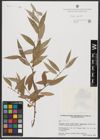 Foto von Salix alba L.